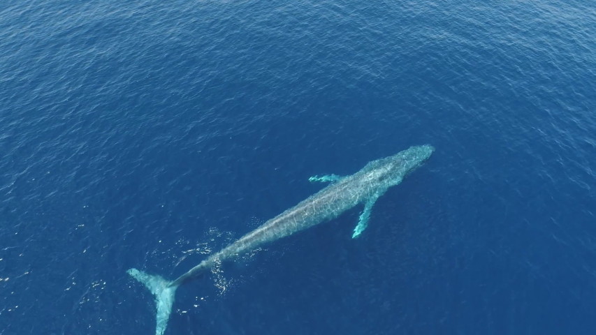 The Blue Whale Calming application